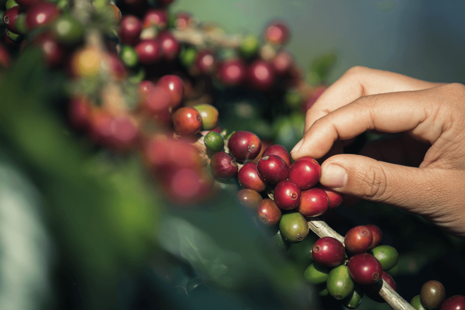 hands holding coffee plant