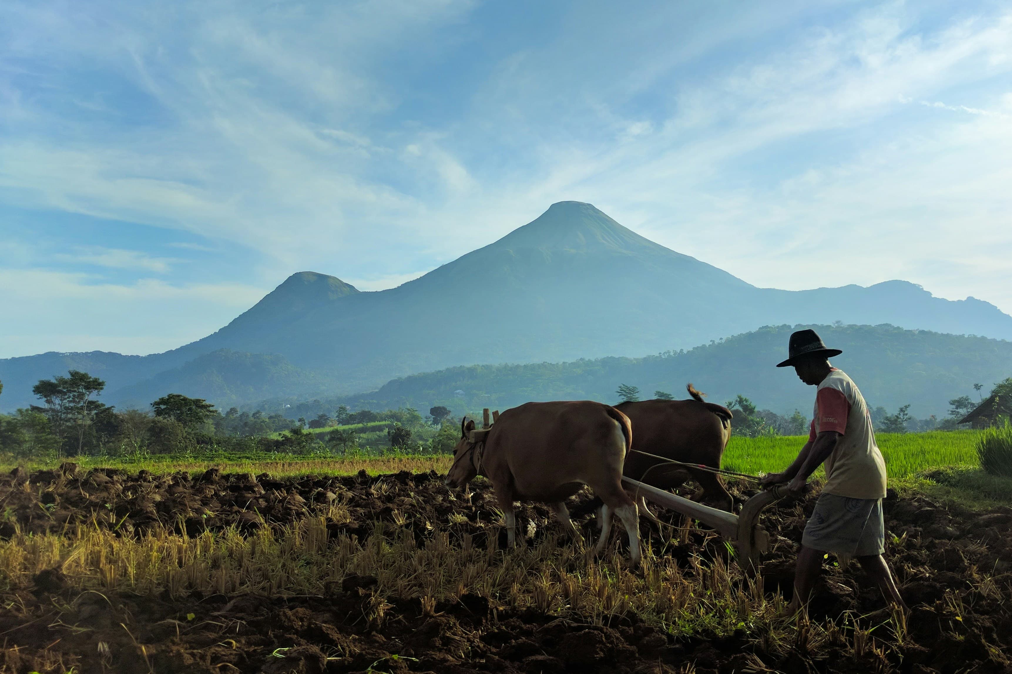 Farmer plowing field using bull