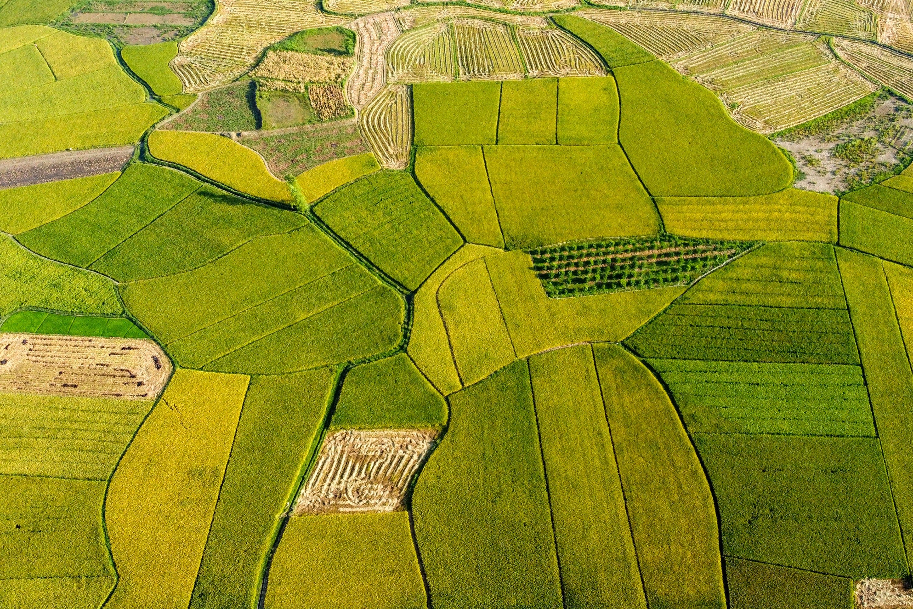 Lahan telah diadopsi Agroplus